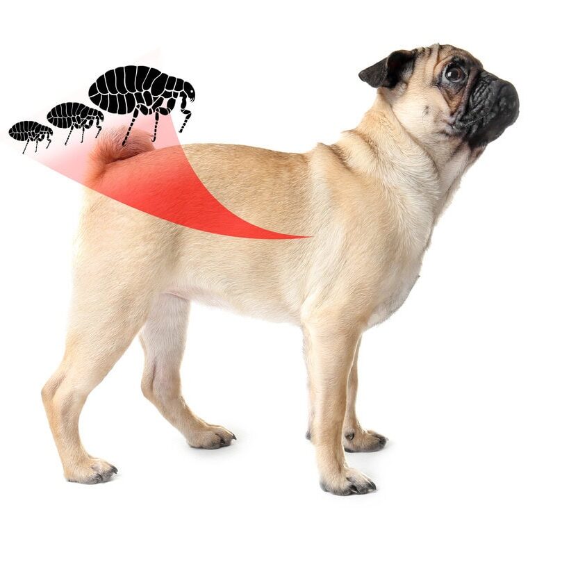 Flea and Tick Prevention Through Grooming sized