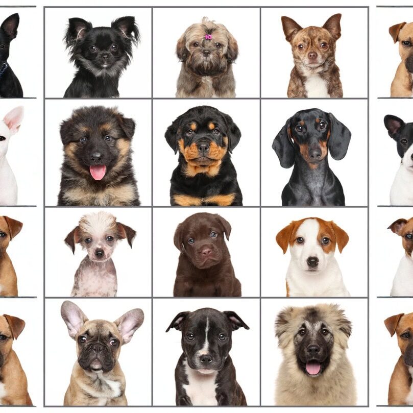 dog grooming styles sized